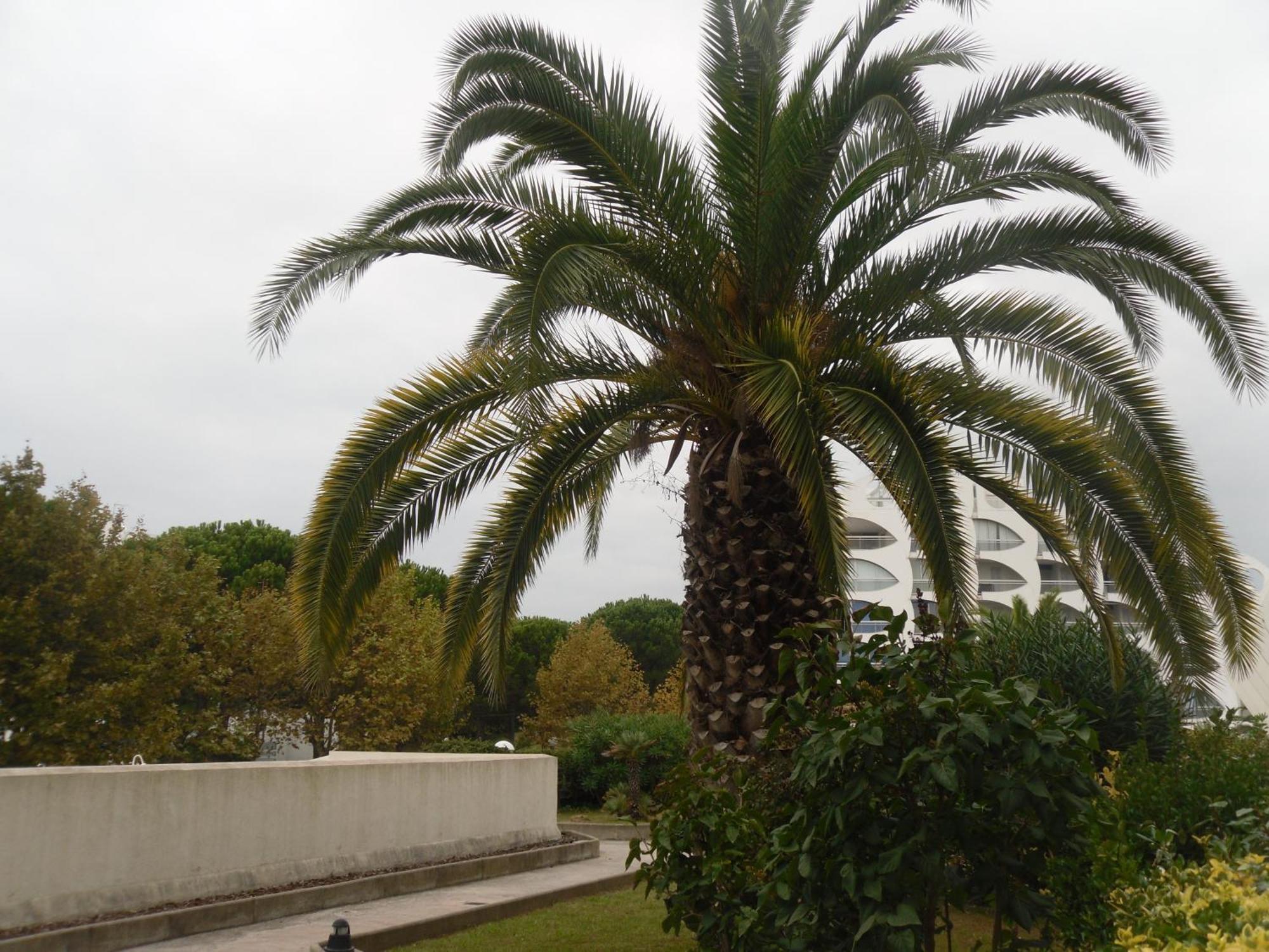 Vittoria Immobilier 9 -Reglement Sur Place - Cheques Vacances Acceptes La Grande Motte Bagian luar foto